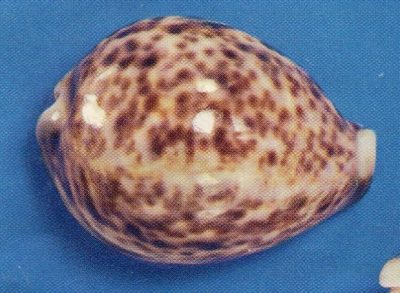 TigerCowrie_3040