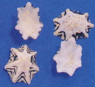 Star Limpet