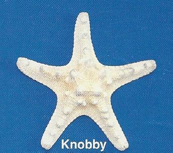 Knobby Starfish White