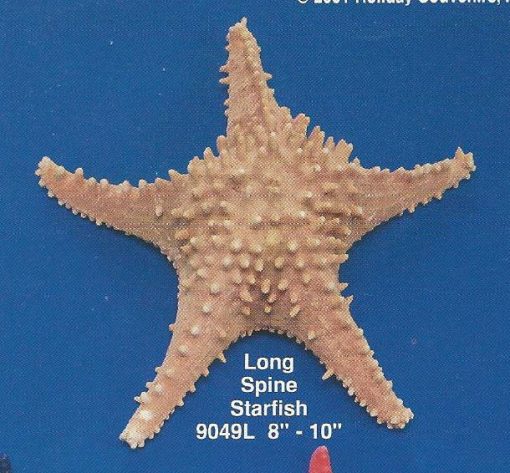 Long Spine Starfish