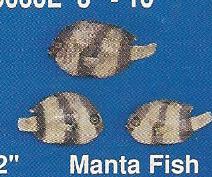 Manta Fish