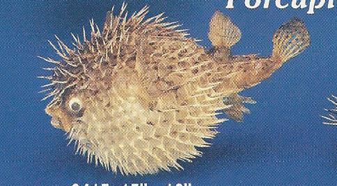 Porcupine Blowfish