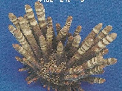 Sea Urchin Preserved
