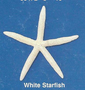 White Starfish