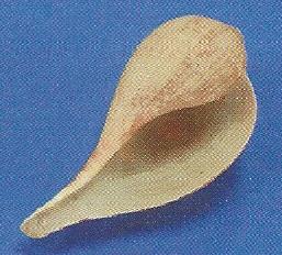 Fig Shell