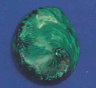 Dyed Green Abalone