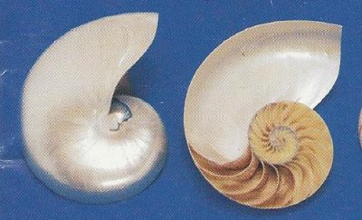 Nautilus Pearlized Half