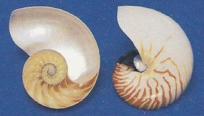 Nautilus Natural Half