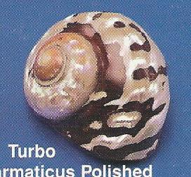 Turbo Sarmaticus Polished