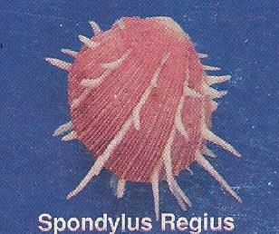 Spondylus Regius