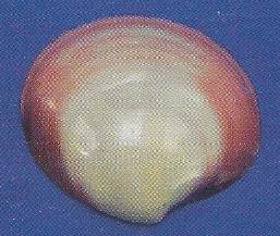 Tiger Clam Polished
