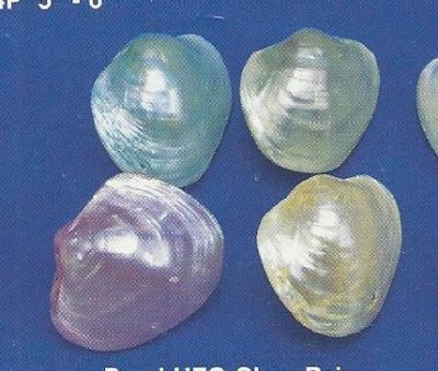 Dyed UFO Clam Pair